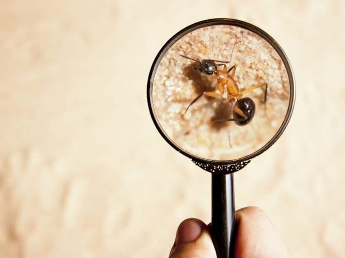 pest control services macedon ranges