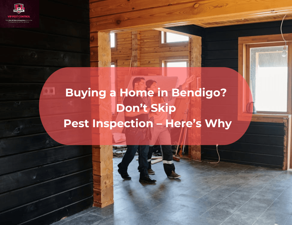 pest inspection bendigo