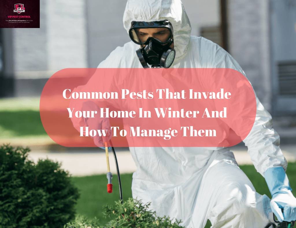 pest control company bendigo