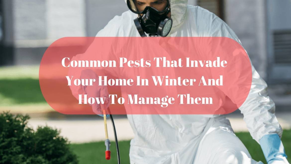 Common Pests That Invade Your Home In Winter And How To Manage Them