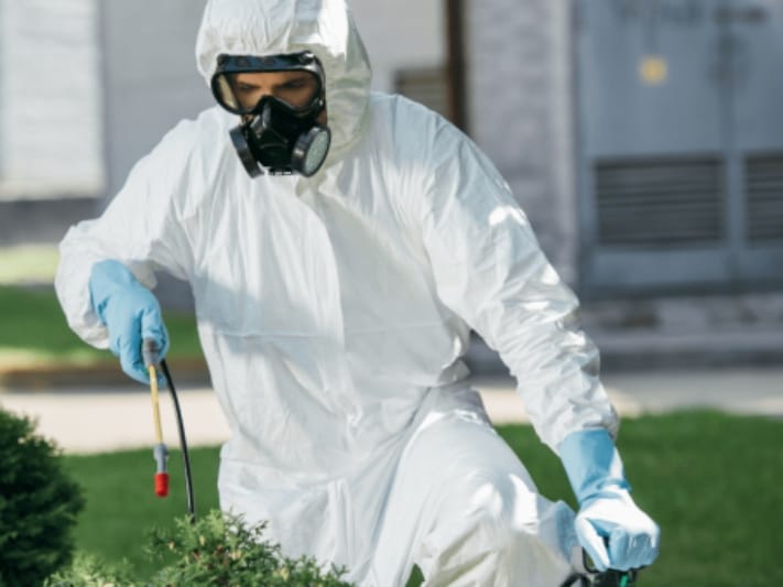 termite inspections