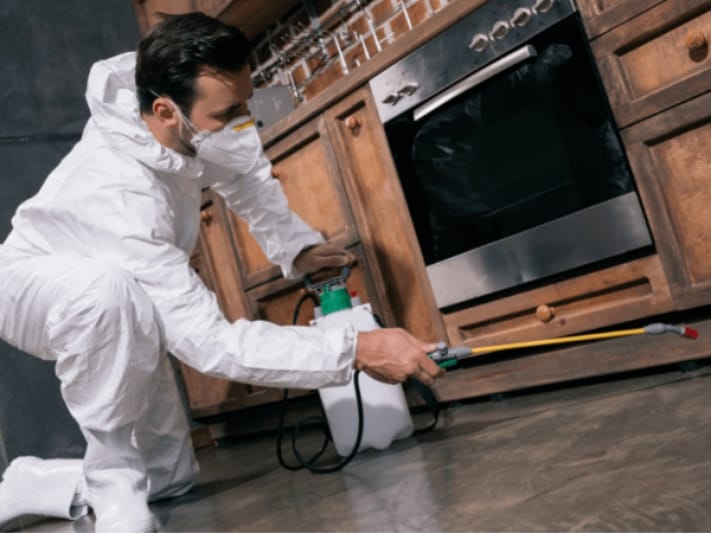 termite inspection